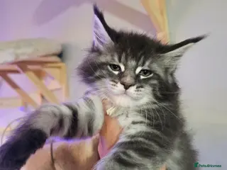 Maine Coon cats tica registered females mainecoon shaded line - Advert 11
