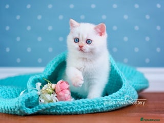 British Shorthair cats Blue-Eyed Golden Point Kitten - Advert 2
