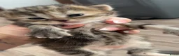 Mixed Breed cats for sale: 4 beautiful kittens  in Coatbridge - Advert 5