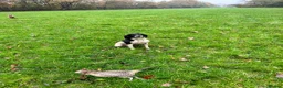 English Springer Spaniel dogs for sale:  KC registered English springer spaniel puppies - Advert 8