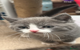 Mixed Breed cats for sale: Chinchilla Persian x kittens  - Image 3