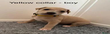 Yellow collar - boy