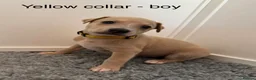 Whippet dogs for sale: Stunning Purebred Whippet Puppies - Ready 27th May - Advert 7