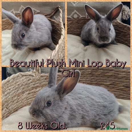 Mini Lop rabbits - Advert 6