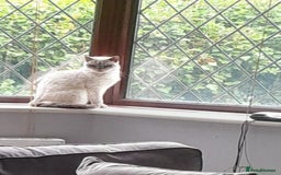 British Shorthair cats for sale: Lovely blue colourpoint girl in Ashton-under-Lyne - Image 7