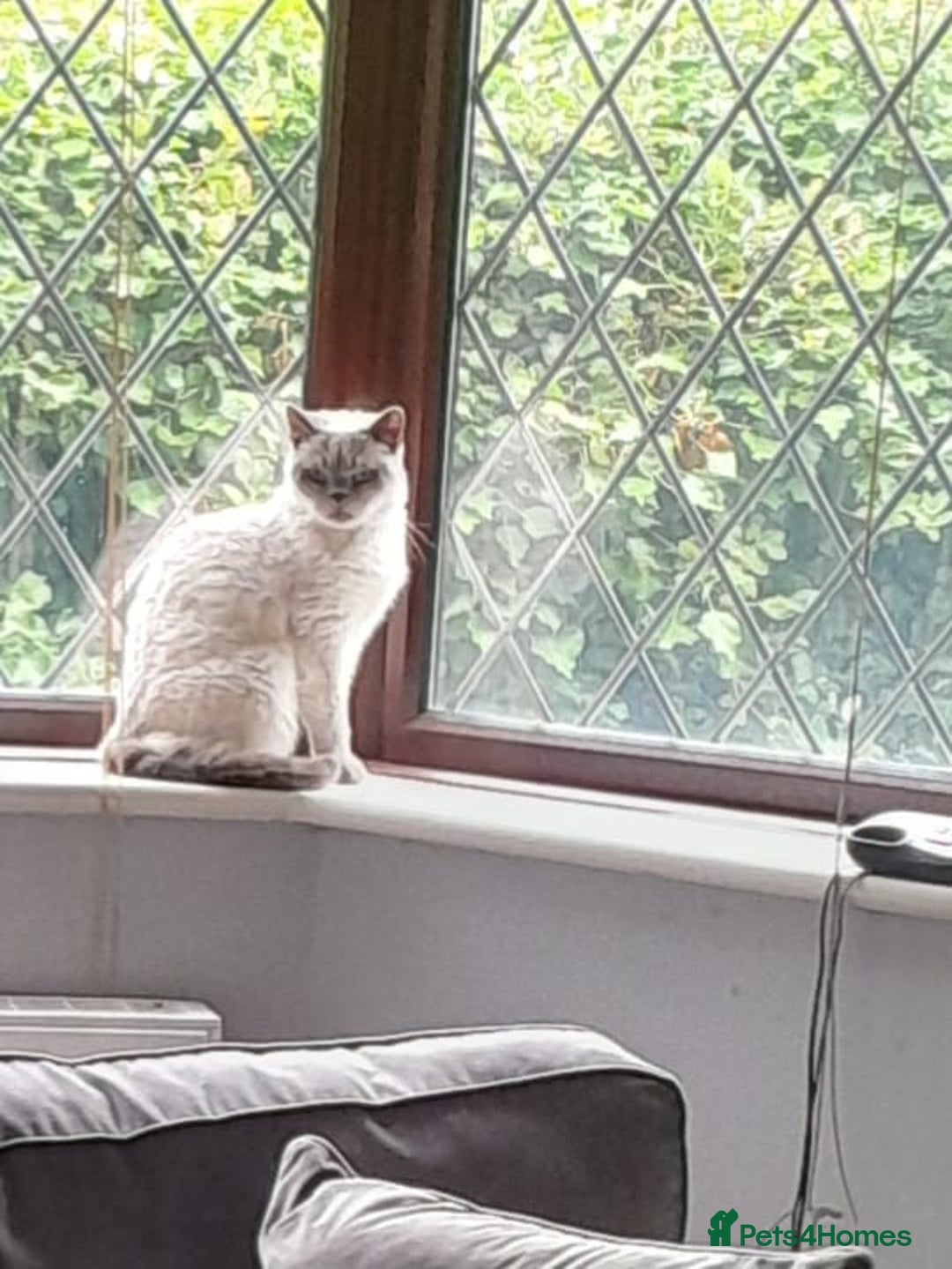 British Shorthair cats for sale: Lovely blue colourpoint girl in Ashton-under-Lyne - Image 7