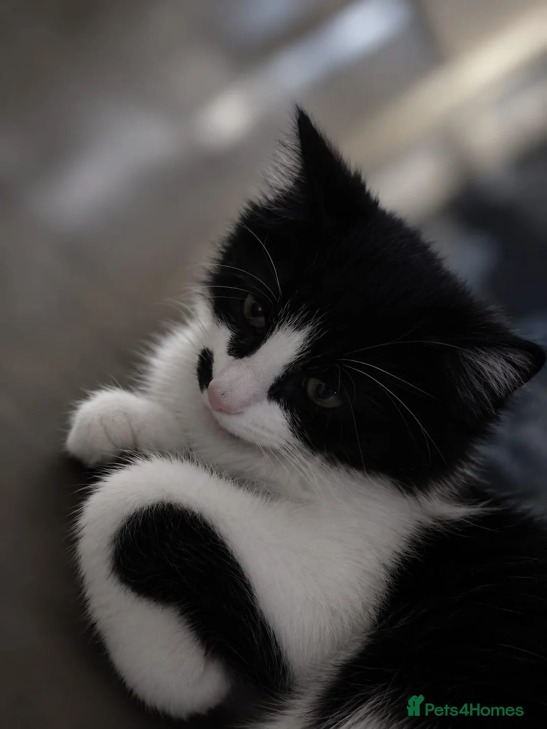 Mixed Breed cats for sale: This is vito  in Northampton - Advert 2