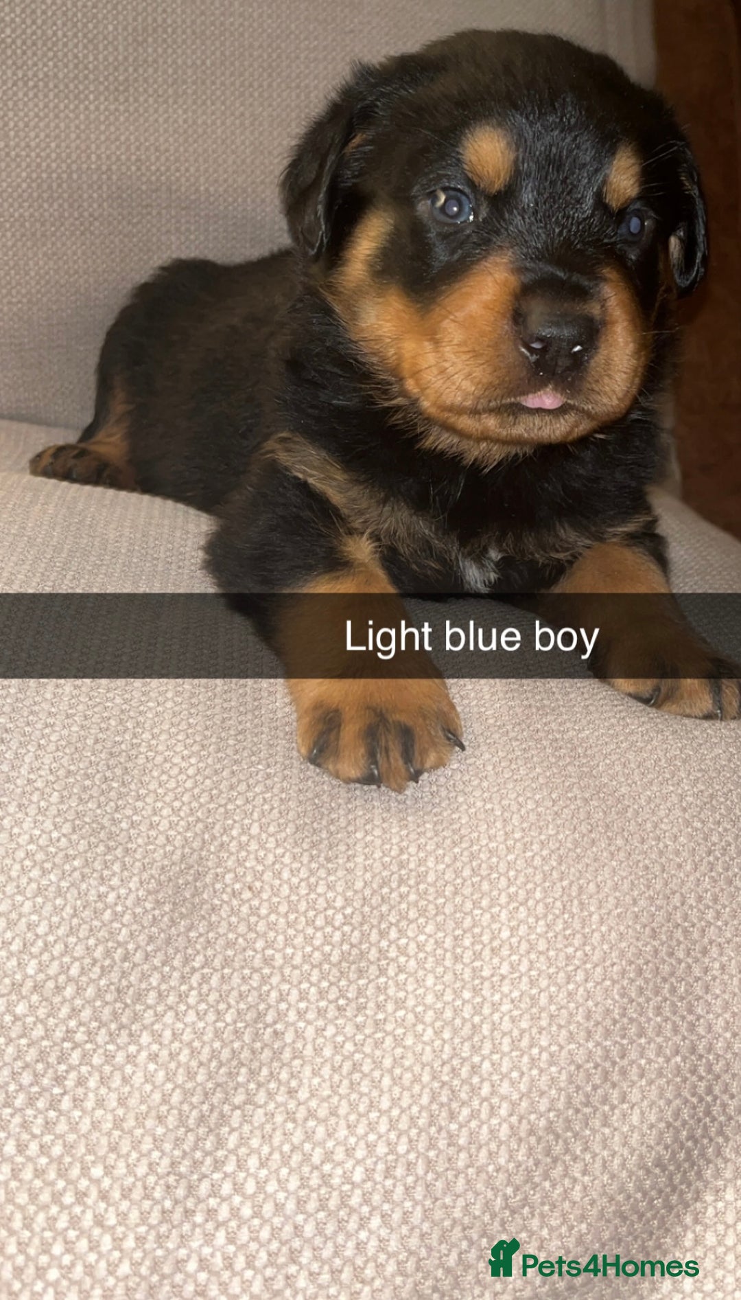 Rottweiler dogs for sale: Black & tan and red Rottweiler puppies - Advert 8