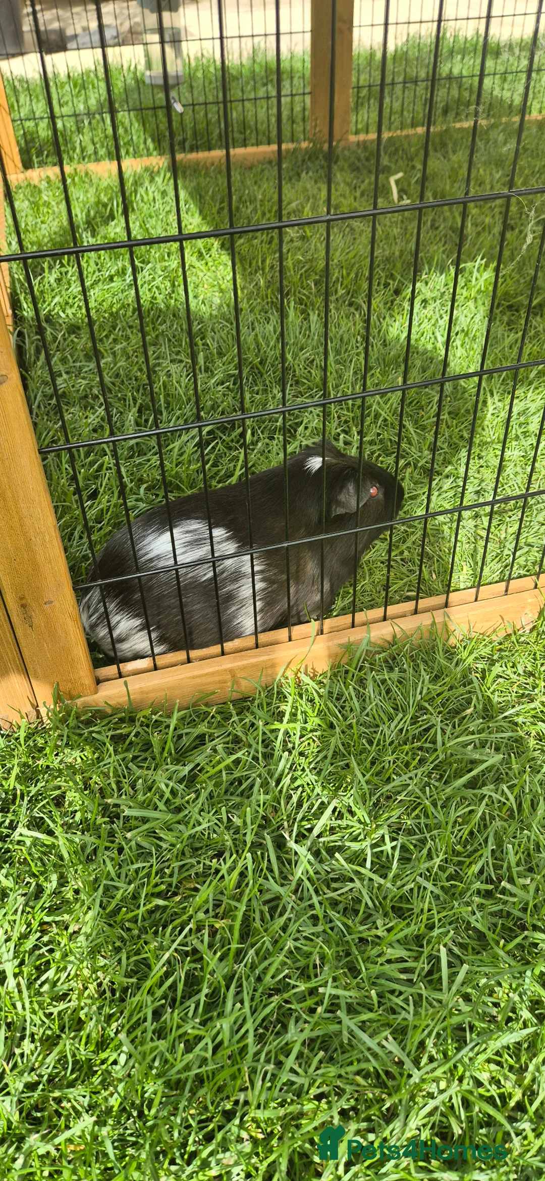 Guinea Pig rodents for sale: Lone B&W Boar Looking for Home in Ormskirk - Advert 2