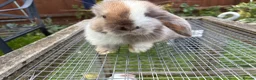 Lionhead rabbits for sale: 4 minilop babies & 1 lionlop girl  - Advert 13