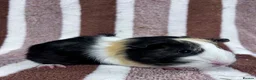 Guinea Pig rodents for sale: Baby boar Guinea Pigs  - Advert 3