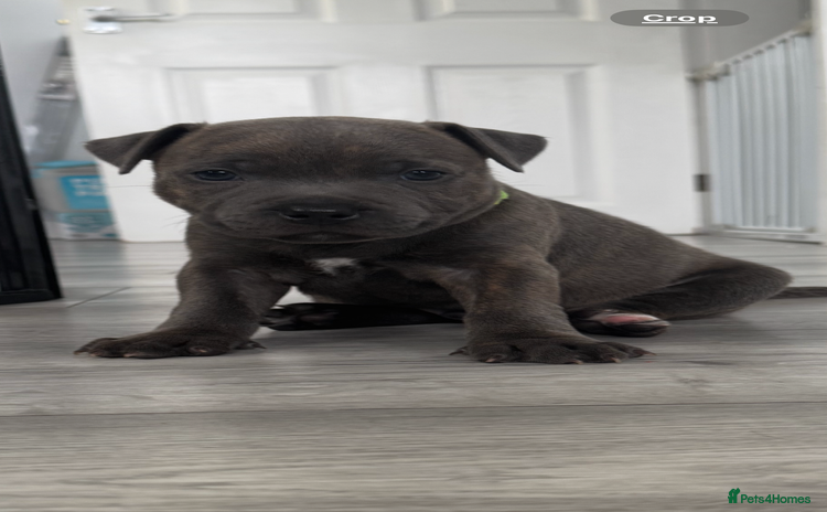 Staffordshire Bull Terrier dogs - Advert 2