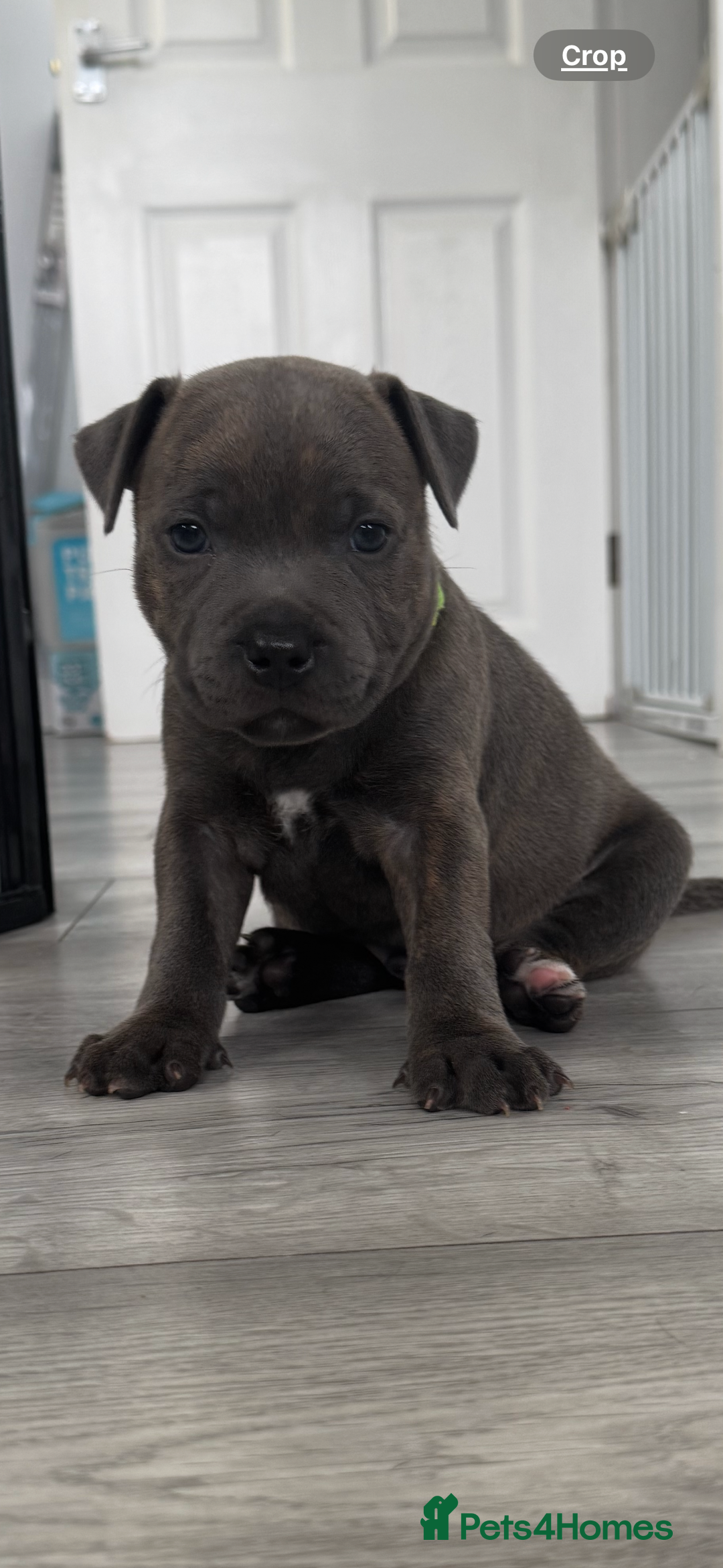Staffordshire Bull Terrier dogs for sale: Pedigree blue kc reg staffordshire bull terrier  - Image 1