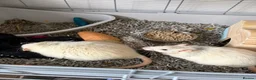 Rat rodents for sale: Two Loving Rats – Jacks & Tubs  in Brentwood - Advert 3