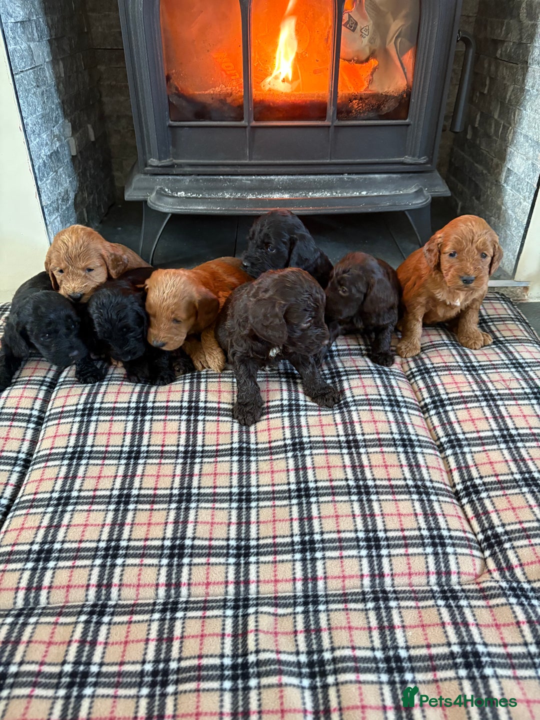 Cockapoo dogs for sale: F1 PRA Clear cockapoo puppys in Sandbach - Image 14