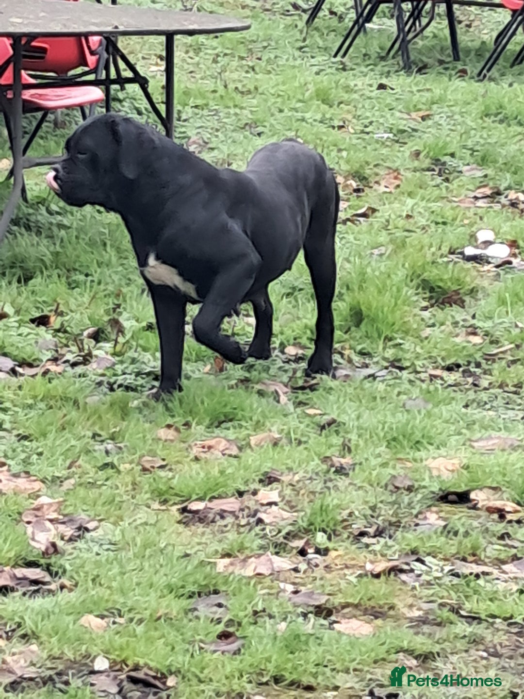 Cane Corso dogs for sale: Cane Corso Puppies - Advert 19