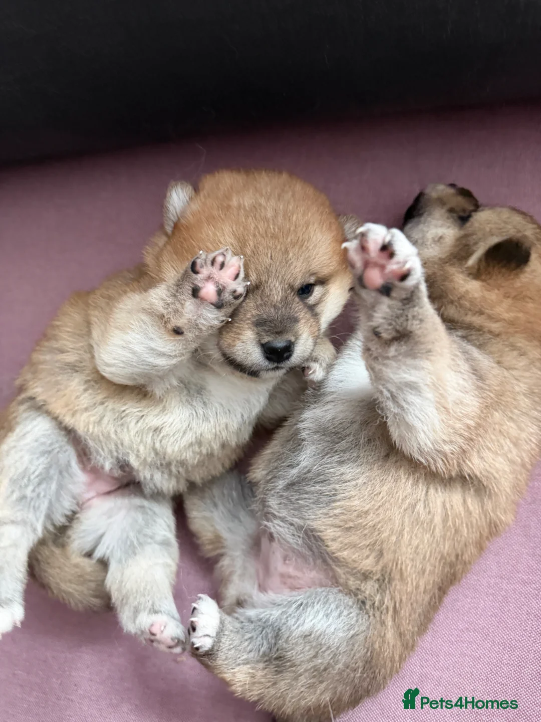 Japanese Shiba Inu dogs for sale: Health tested Shiba puppies - Advert 2
