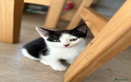 Mixed Breed cats for sale: 2 adorable male kittens for sale 🩵 - Image 6