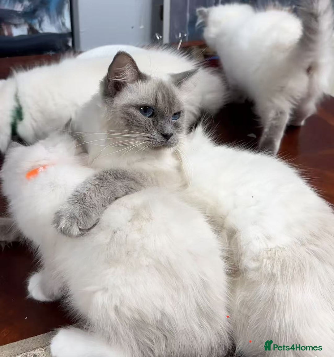 Ragdoll cats for sale: Ragdoll kittens for sale - Advert 1