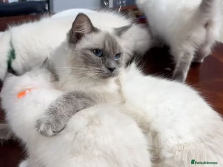 Ragdoll cats Ragdoll kittens for sale - Advert 6