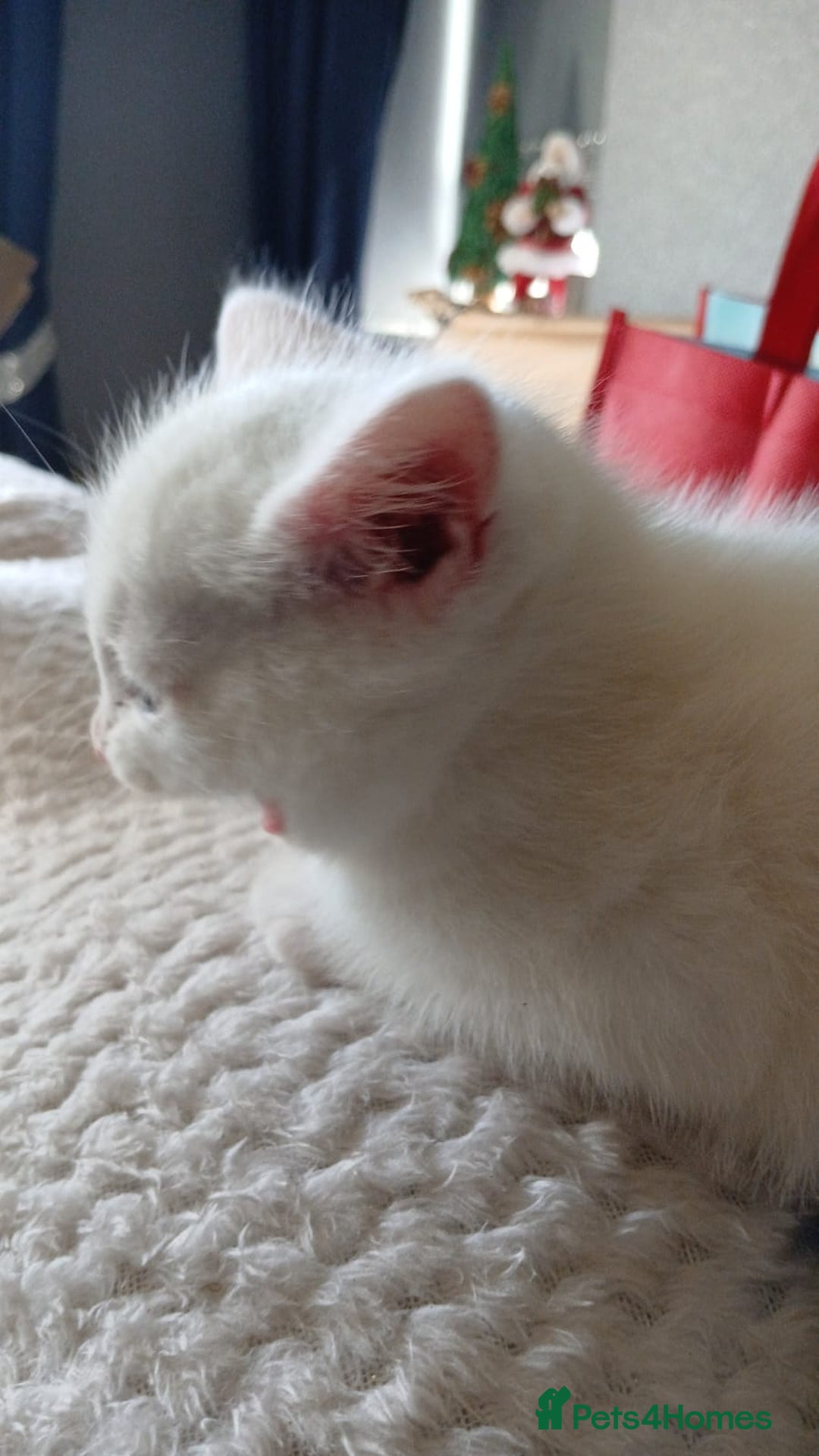 Mixed Breed cats for sale: White kitten.  - Image 9