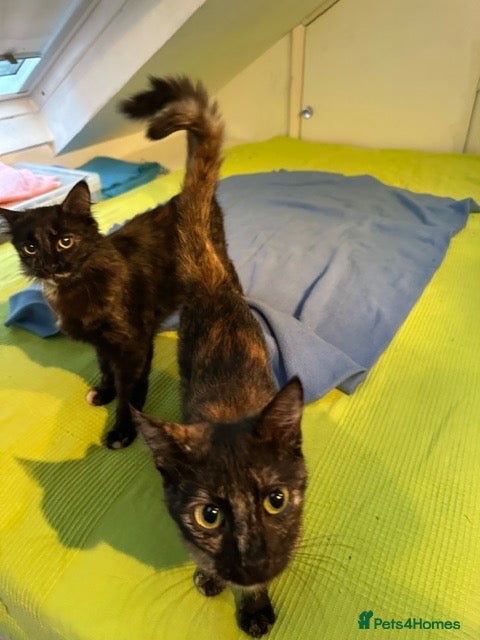 Mixed Breed cats Tortoiseshell -Cross - Advert 1