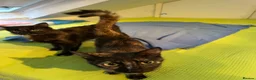 Mixed Breed cats for sale: Tortoiseshell -Cross - Advert 1
