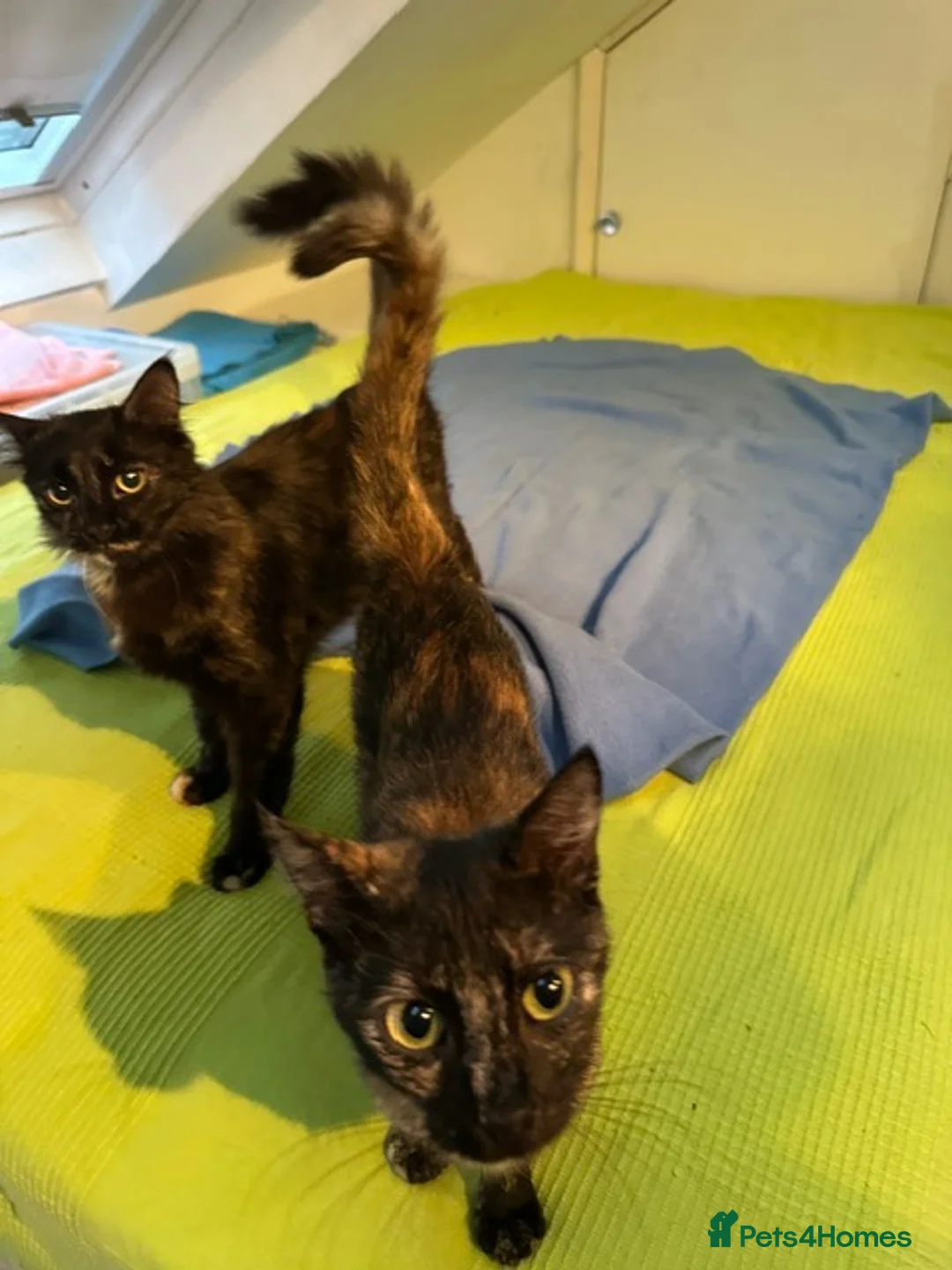 Mixed Breed cats for sale: Tortoiseshell -Cross - Advert 1