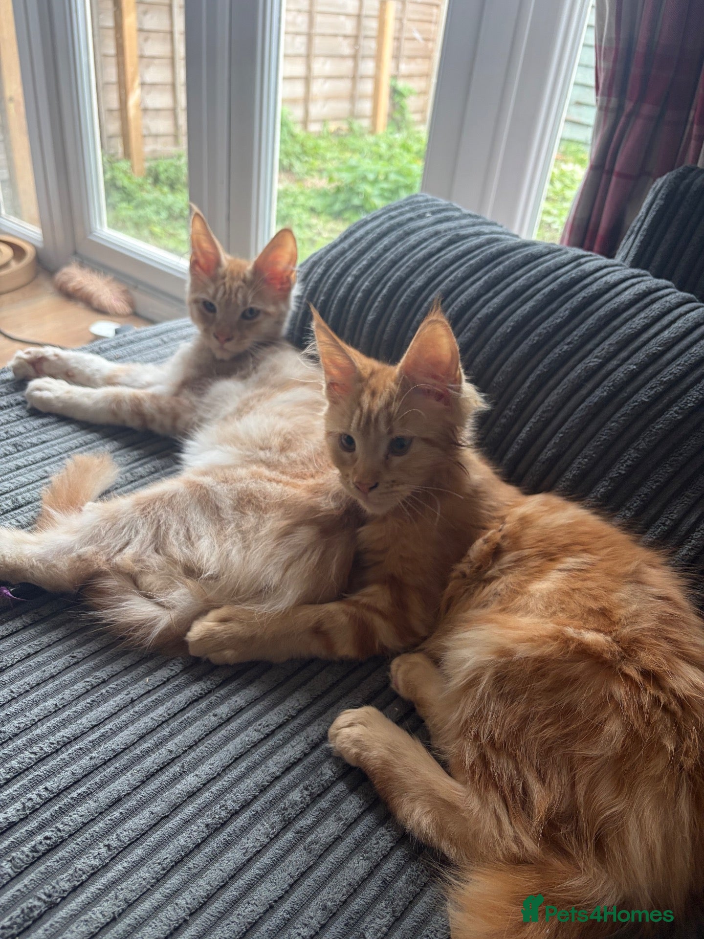 Maine Coon cats GCCF Registered Maine Coon kittens ❤️ - Advert 1
