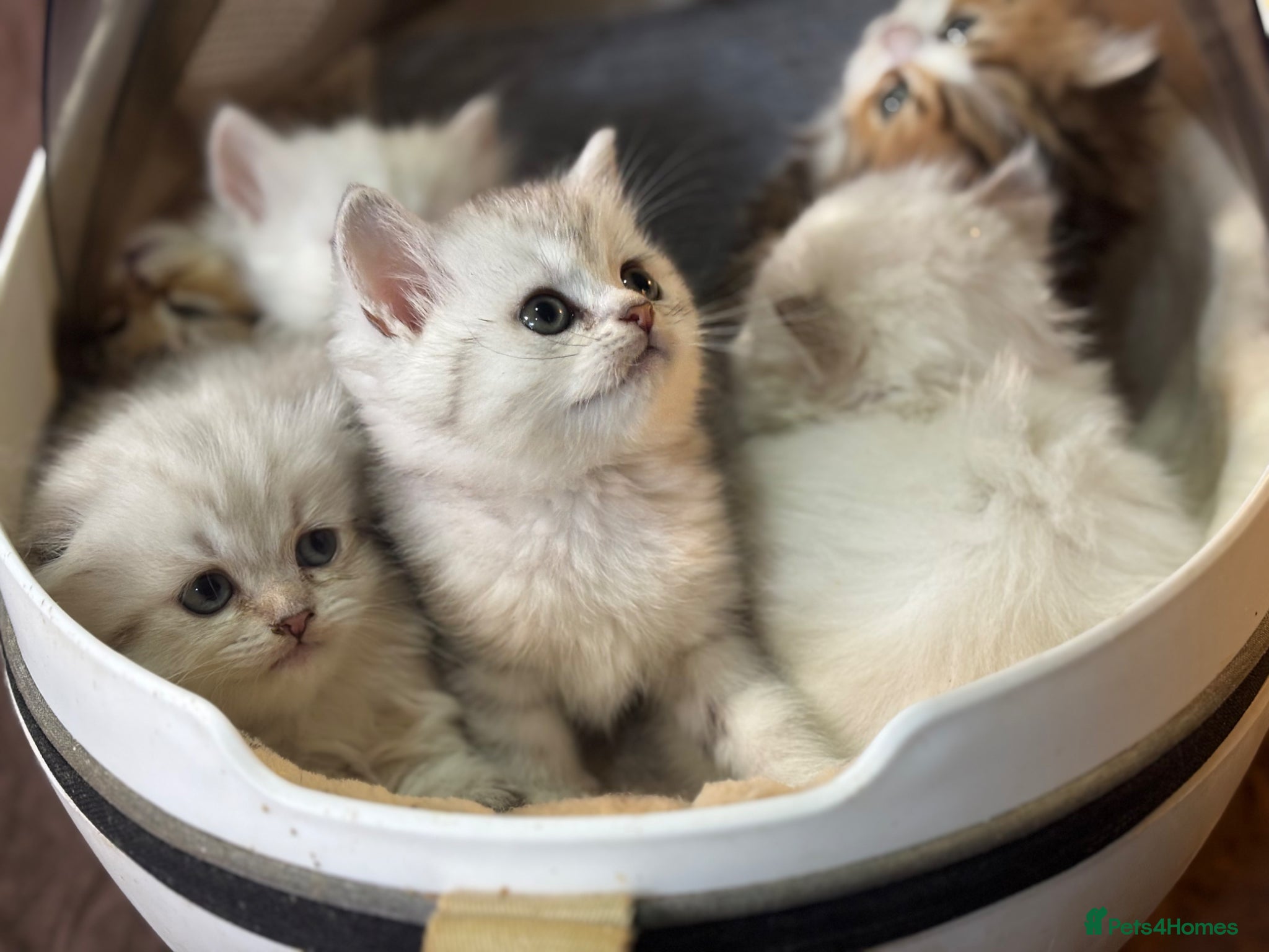 Munchkin cats TICA registered munchkin kittens  - Advert 2