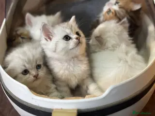 Munchkin cats TICA registered munchkin kittens - Advert 2