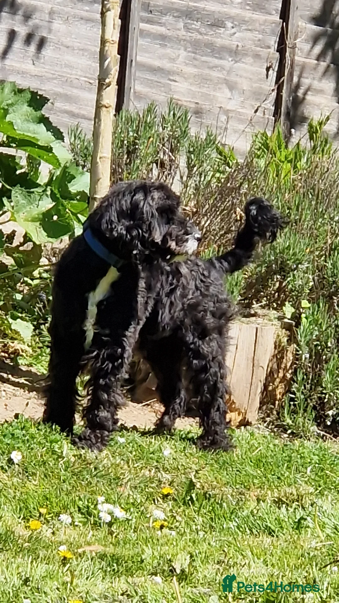 Cockapoo dogs for stud: F1 Cockapoo STUD - Advert 2