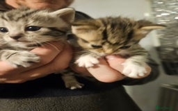 British Shorthair cats for sale: Kittens for sale - Image 6