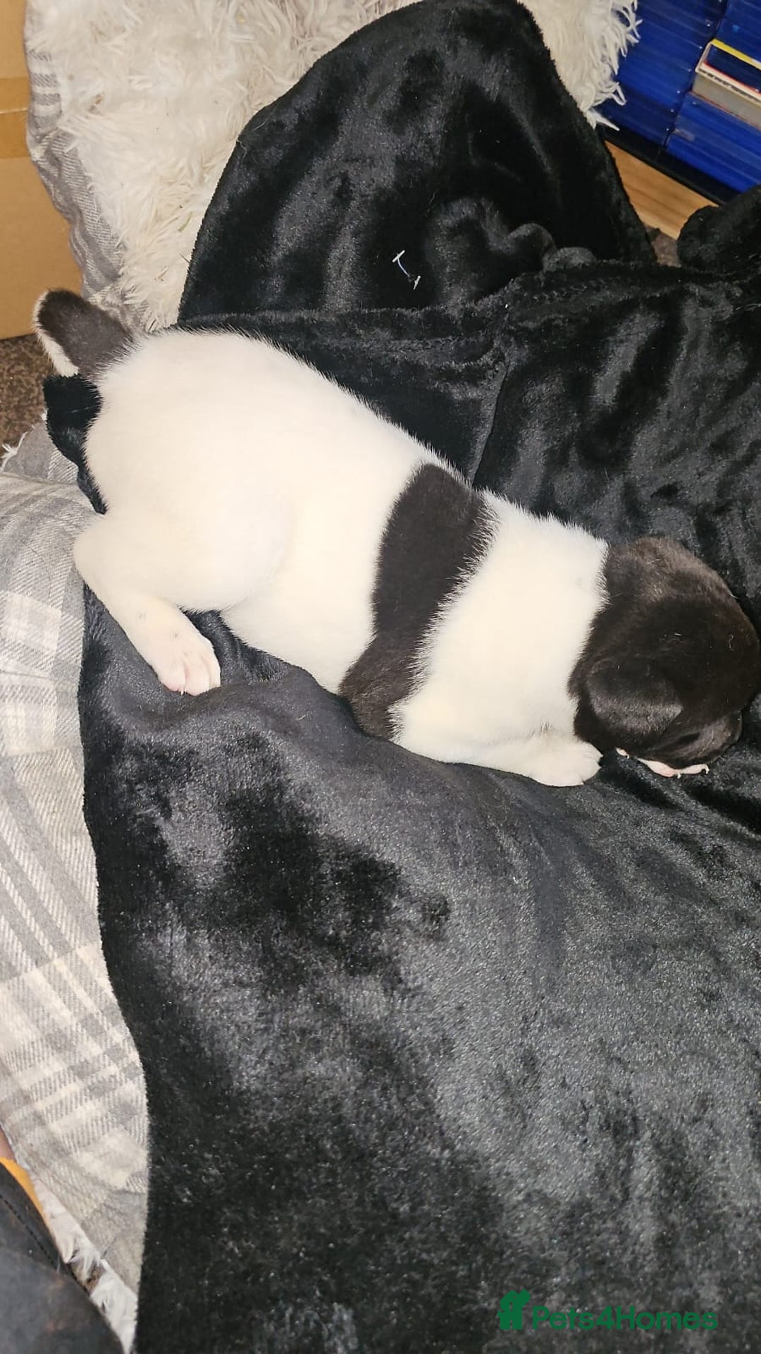 Mixed Breed dogs for sale: American akita x staffy pups for sale  - Image 5