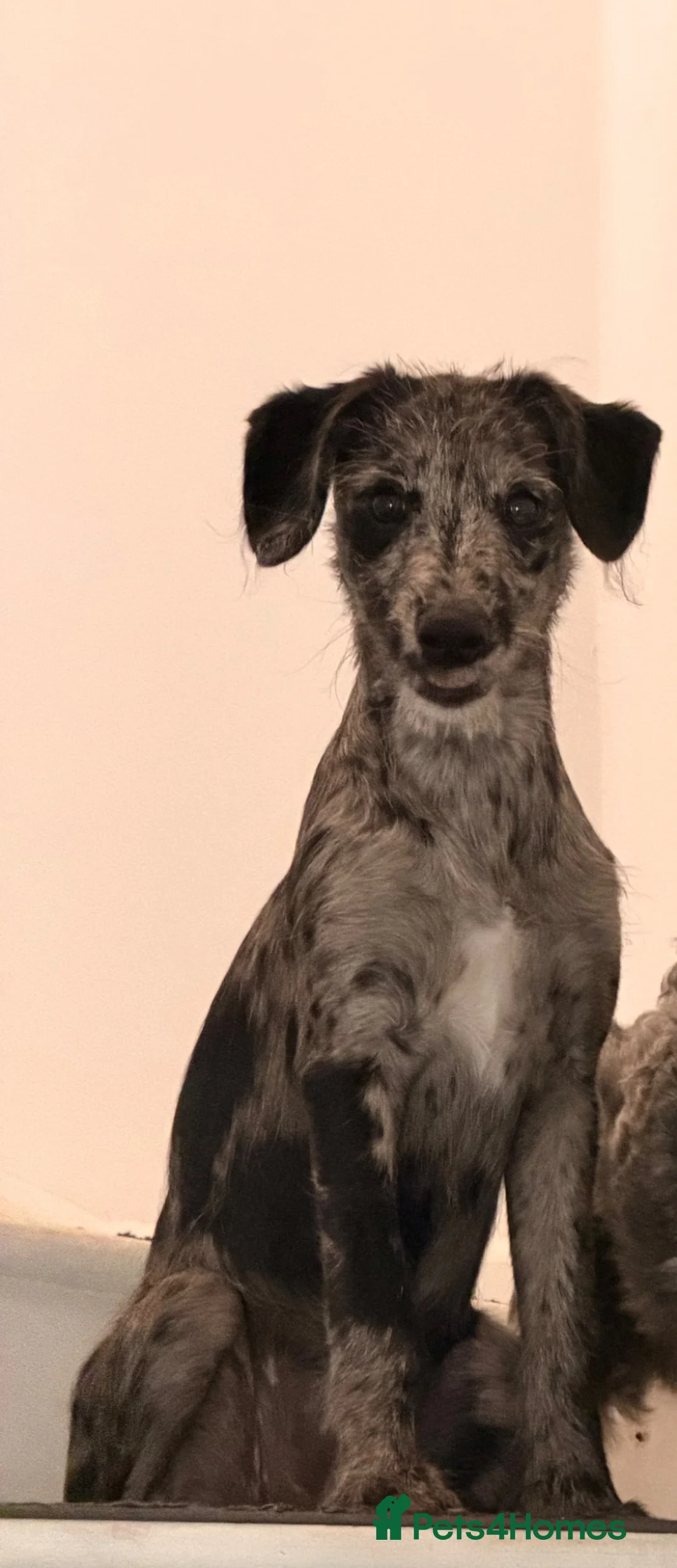 Mixed Breed dogs for sale: Whippet x cockapoo  - Advert 1