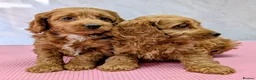 Cockapoo dogs for sale: Licensed breeder, health tested F1 cockapoo pups - Advert 3