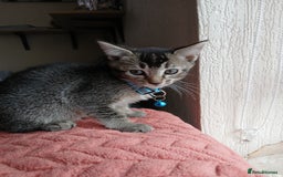 Oriental cats for sale: 2girls 1 boy - Advert 3