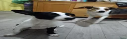 Border Collie dogs for sale: Boy Border collie for sale - Advert 2