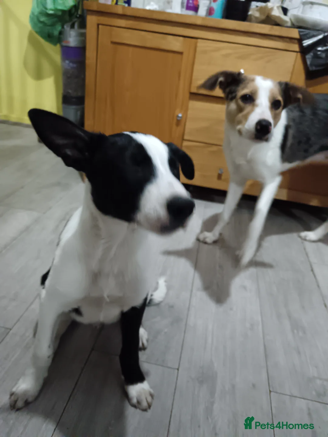 Border Collie dogs for sale: Boy Border collie for sale - Advert 2