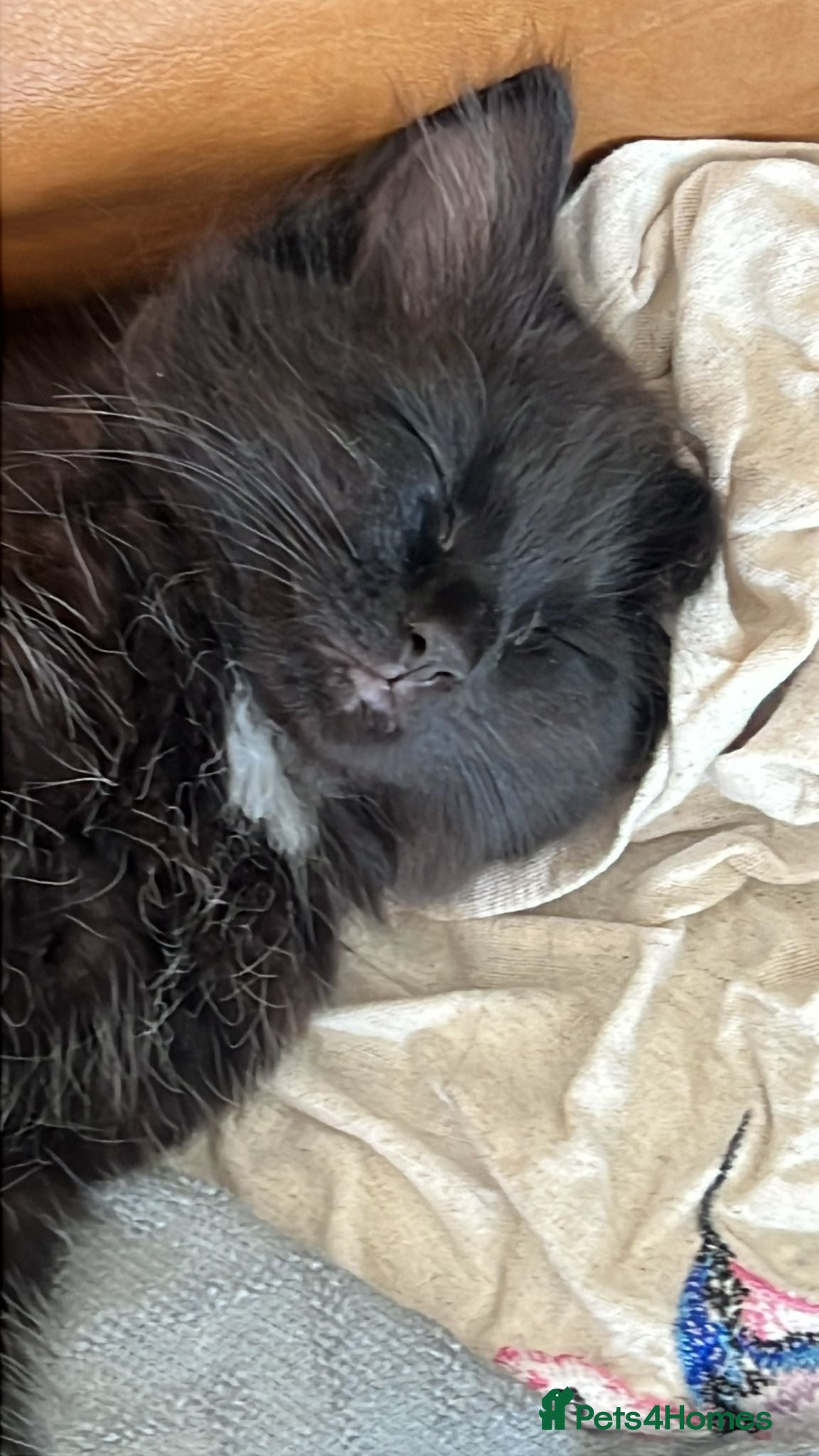 Mixed Breed cats for sale: Two kittens for sale  - Advert 2