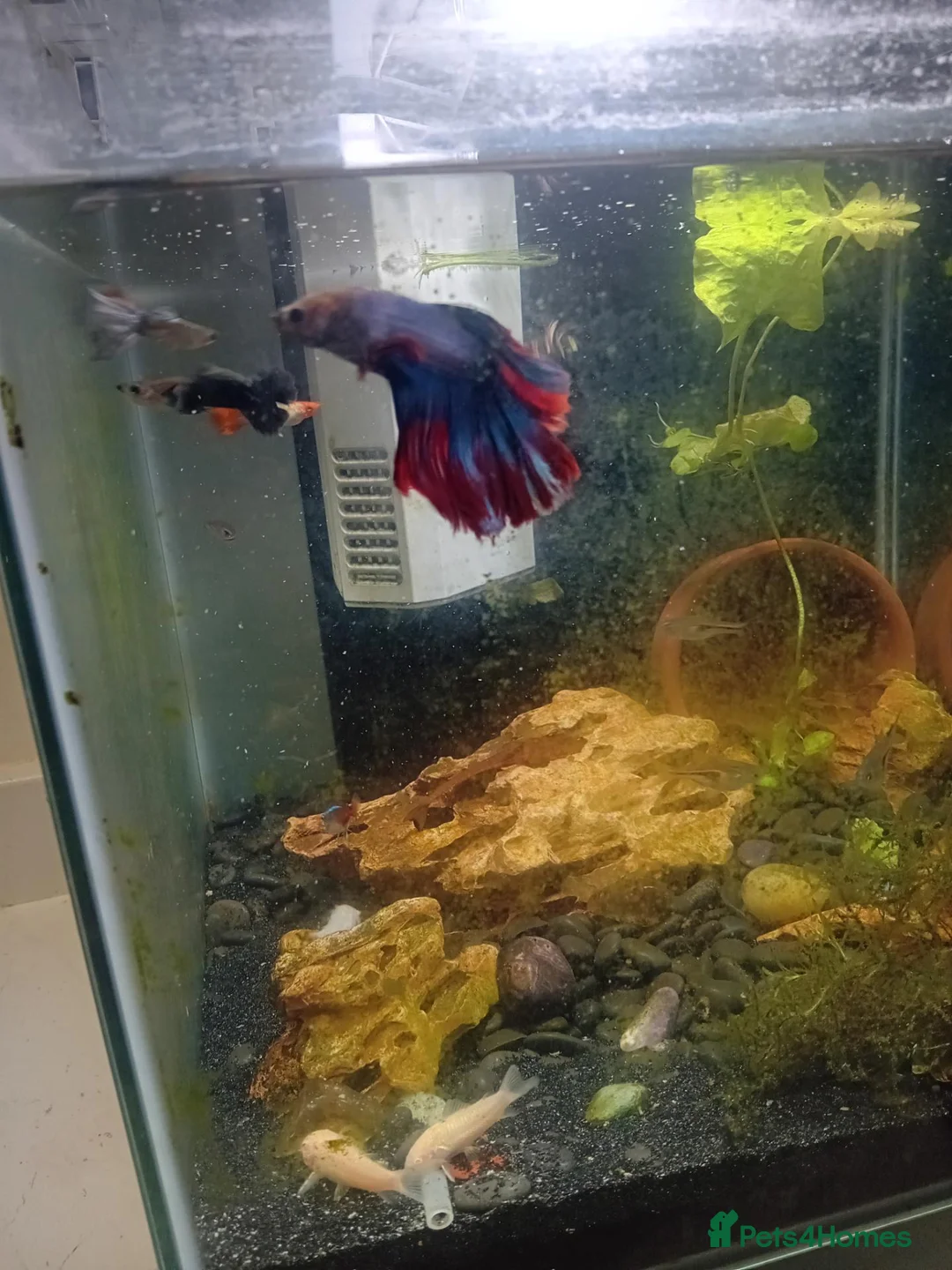 Bettas fish for sale: Fish tank aquarium with pretty fish in Bedford - Advert 3