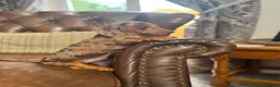 Dachshund dogs for sale: Miniature Dachshund Puppies - Advert 1