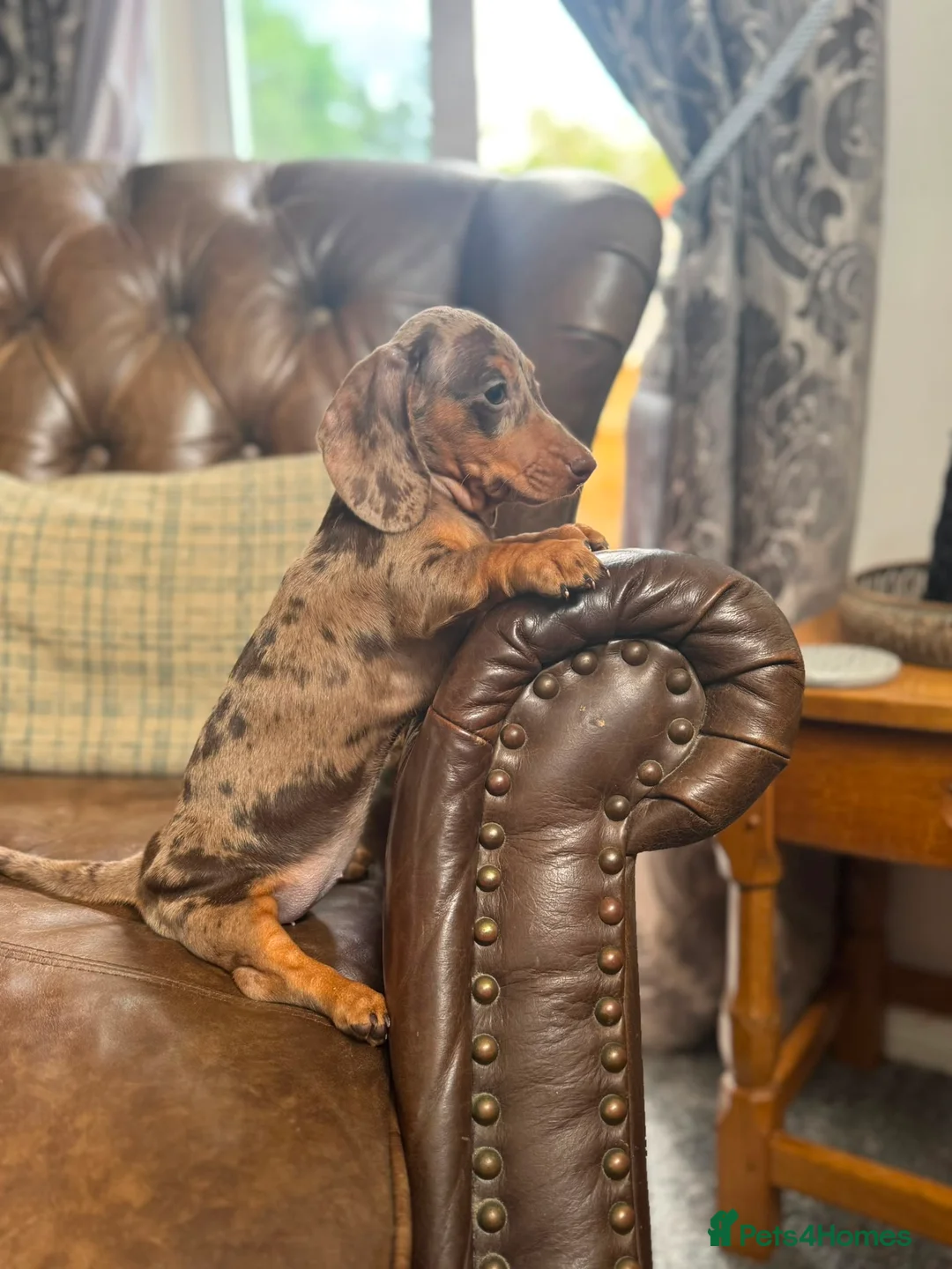 Dachshund dogs for sale: Miniature Dachshund Puppies - Advert 1