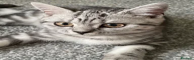 British Shorthair 2