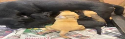 Labrador Retriever dogs for sale: *One black boy remaining* Labrador Puppies  - Advert 2