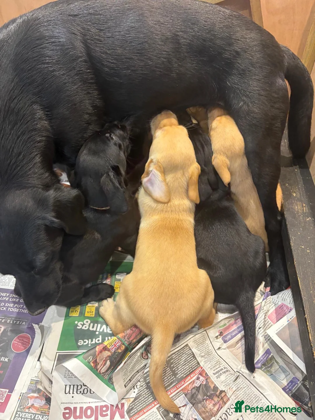 Labrador Retriever dogs for sale: *One black boy remaining* Labrador Puppies  - Advert 2