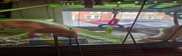 Rat rodents for sale: Pair of Female Dumbo Rats with large enclosure - Advert 16