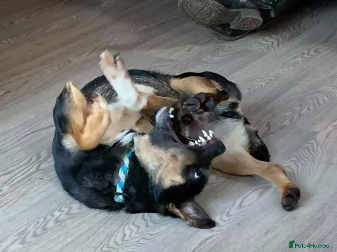 Mixed Breed dogs for adoption: Paddy - Norwich Norfolk  - Advert 1