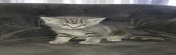 Mixed Breed cats for sale: Grey tabby kitten - Advert 6