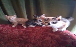 Domestic Shorthair cats for sale: 6 gorgeous mixed breed kittens - Advert 17